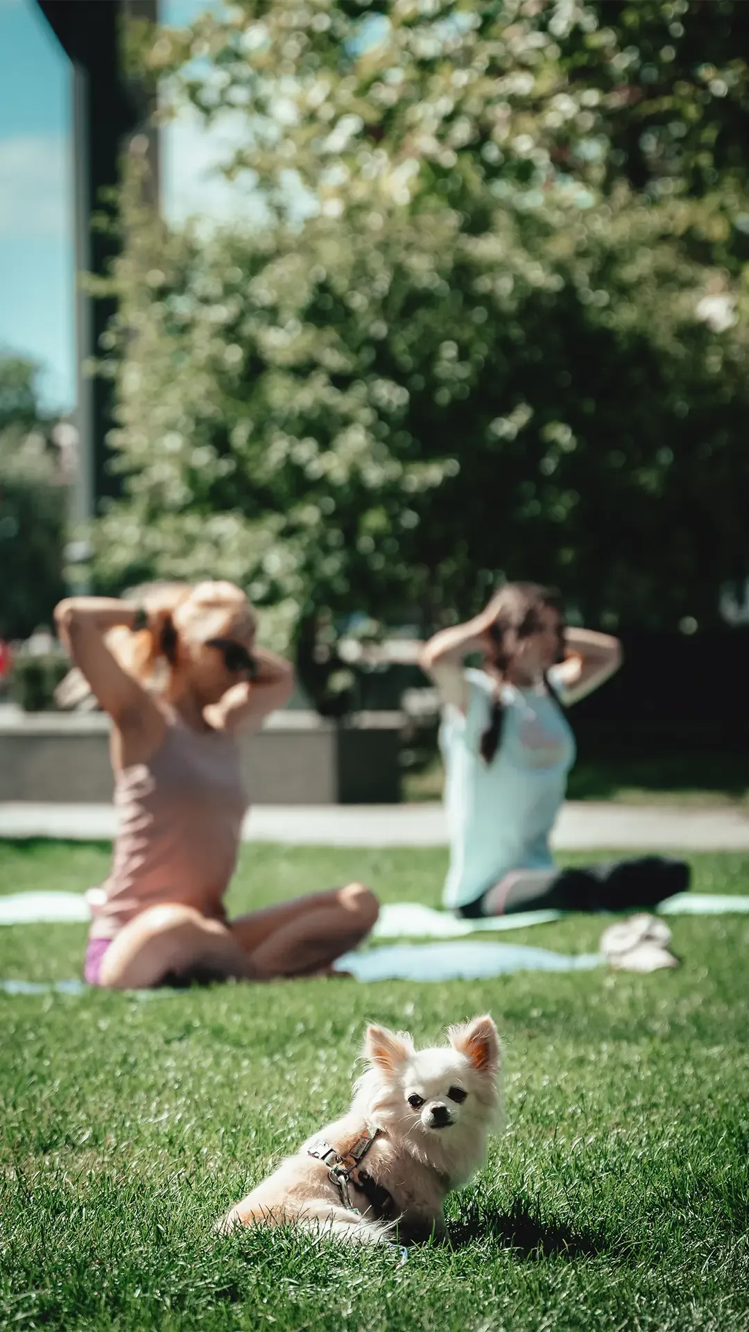 joga-brabank-2.webp